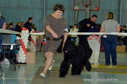MonoBreed Dog Show rank CAC